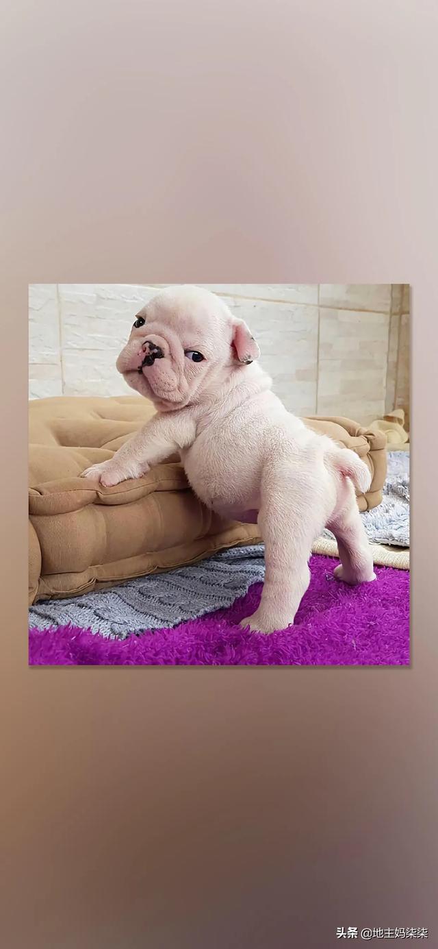 串串斗牛犬好养吗:法国斗牛犬和巴哥犬哪个好养？