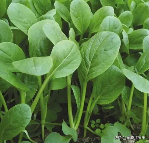 金边白菜是哪个地方的菜:鸡毛菜是什么菜？如何种植？