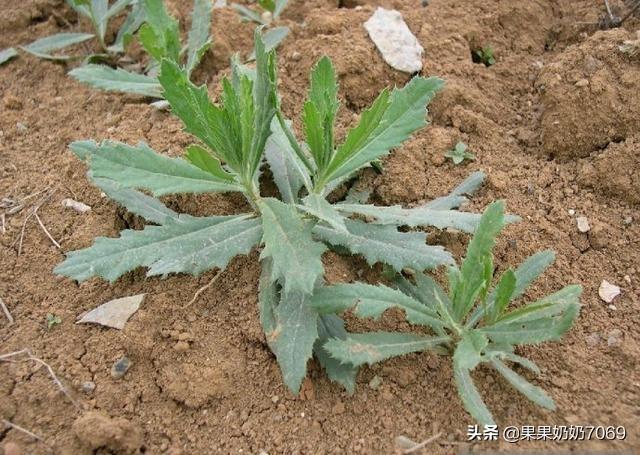 人工种植的“野菜”还算是真正的野菜吗？