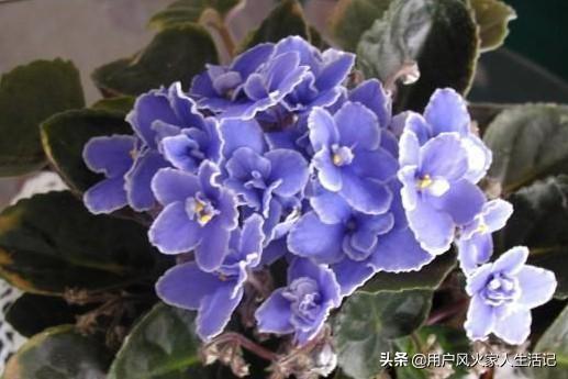 非洲堇养殖方法:非洲堇落叶的原因有哪些，该怎么办？