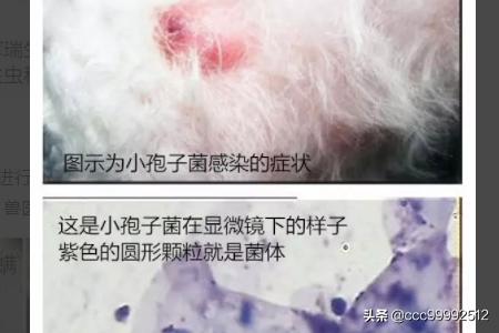 伍德氏灯:伍德氏灯可以照人的皮肤吗 怎么寻找室内猫尿臊味的来源？