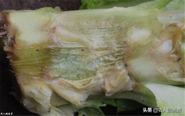 软腐病:软腐病用什么药最好 大葱软腐病有什么危害，怎样去防治？