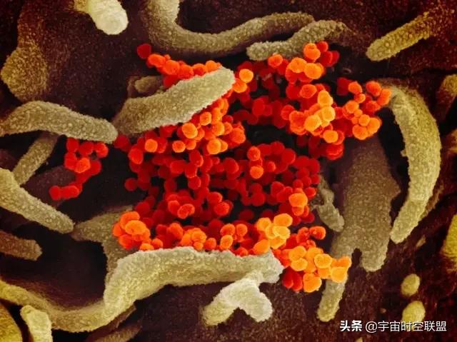 新冠病毒会不会是人为筛选出来的？