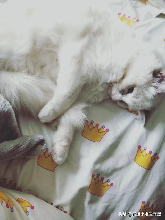 家猫品种哪种好看些:哪个品种的猫咪最漂亮？猫咪都在什么情况下会叫？ 家猫里面什么品种最好