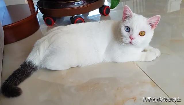 班里有人说她花了快一万买了五只纯种布偶猫幼崽,可能吗？