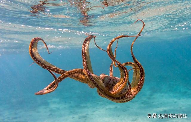 沼泽章鱼真的存在吗，“孔甲养龙”，养的到底是什么真的是龙吗