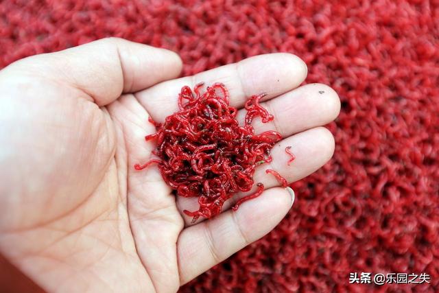 鱼饵料鲫鱼冬天:冬天鲫鱼用什么打窝，什么饵好钓？