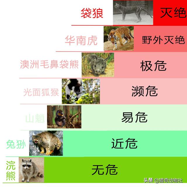 为何近期频繁发现已经灭绝动物的出现？