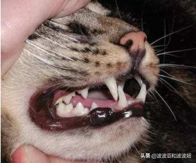 中低端猫粮排行榜:大年初三捡了只蓝白流浪猫，学生党我要买哪种猫粮？