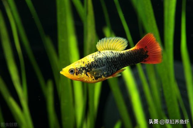 红斑马鱼:问孔雀鱼，红斑马鱼，神仙鱼能一起喂养吗？