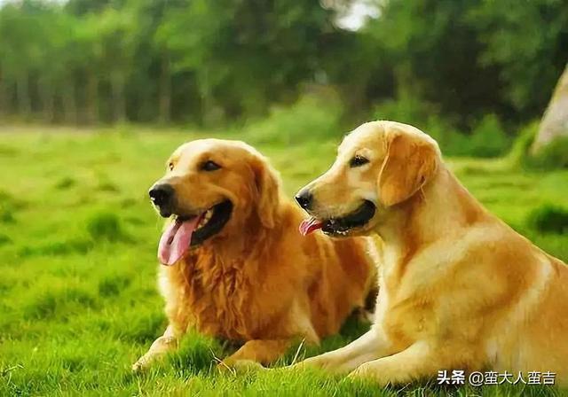 中型犬哪些好养:楼房养什么中型犬比较好？不扰民，不掉毛的，好打理的？