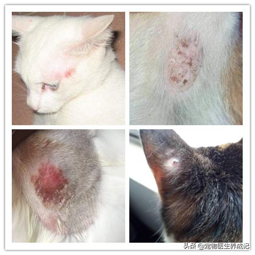 猫癣用皮特芬不可以吗:猫猫好像得了猫藓，买了复方酮康唑软膏好用嘛？这个现在严重嘛？