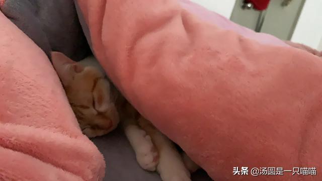 伯曼猫产地:布偶是不是猫界里的颜值第一？ 伯曼猫图片