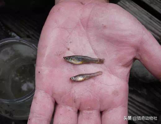 华丽巨蚊会捕食蚊子吗:当年我国引进“大肚鱼”用来灭蚊，后不小心泛滥，如今怎样了？