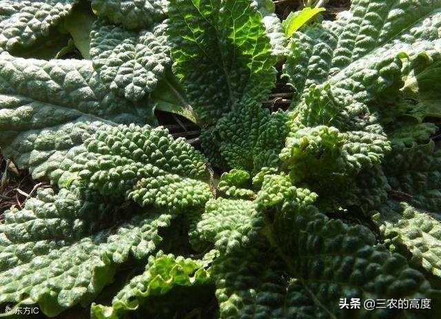 农村田地常见害草,长得很像蛤蟆皮,为啥老农说这草是个“宝”？