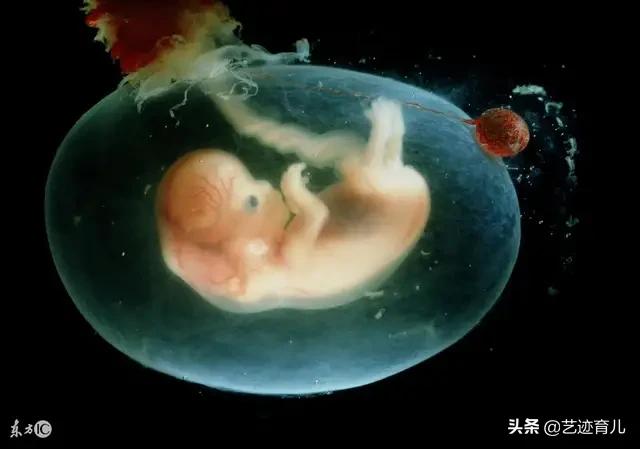 孕妇怀孕突然胎停，怀孕第几个月是胎儿停育的高峰期