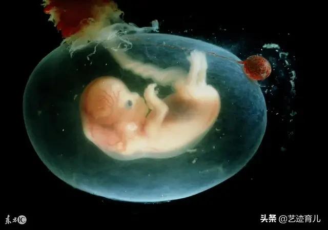 锈斑猫高级危险猫种:怀孕第几个月是胎儿停育的高峰期？