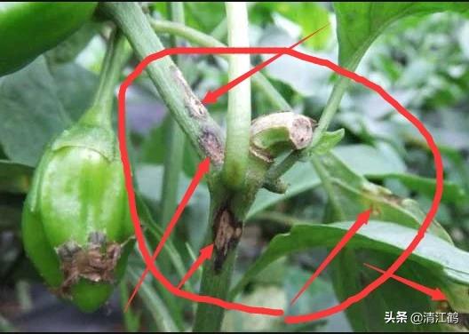 果实软腐病:引起果实软腐病的病菌 辣椒夏季大量烂果怎么回事？