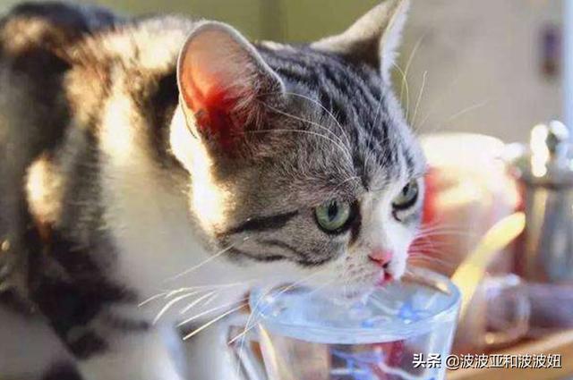 猫咪吃西瓜桃香瓜可以吗:猫咪可以吃香瓜吗 对猫咪有益的食材有哪些？