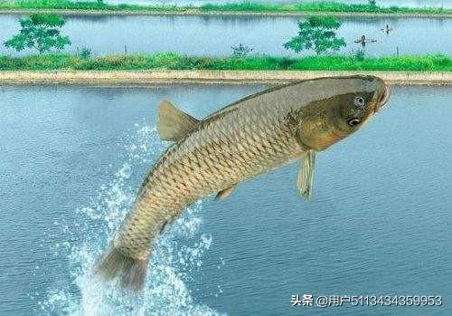 草鱼得诺卡氏菌病图片:造成草鱼肝胆病的原因有哪些？