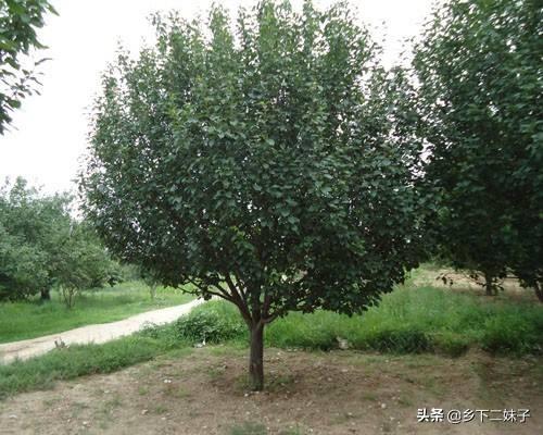 头条问答 海棠果树不嫁接会结果吗 怎么养护 10个回答