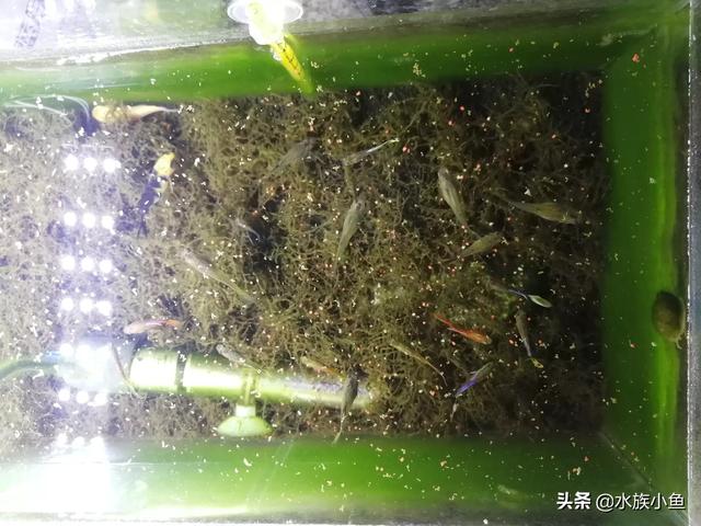 凤尾鱼的养殖方法装修:孔雀鱼怎么饲养，不用气泵可以养孔雀鱼吗？