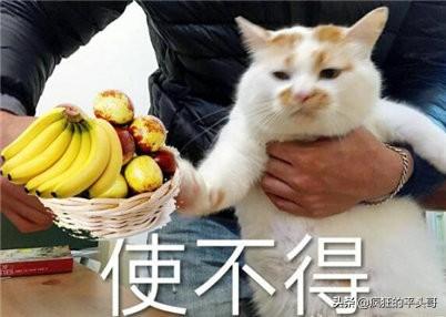 有没有让猫咪不叫的药:猫咪太吵闹，可以给猫咪吃安眠药吗？
