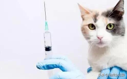 猫泛白细胞减少症病毒英文:猫得了猫瘟为什么喜欢去厕所？ 猫瘟英文简称