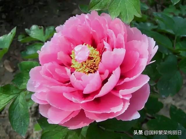 秀丽王:古人为什么说牡丹是“花中富贵者”