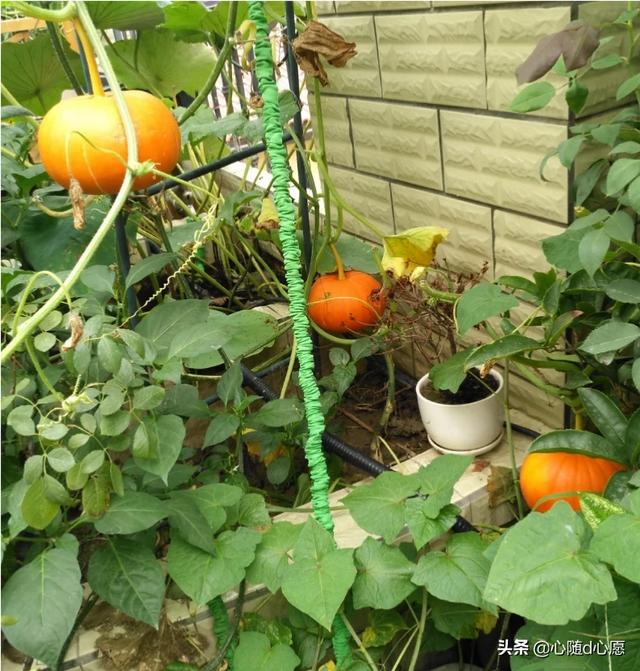 我家住在顶楼，最近想在楼顶搞一个空中花园，能否请大家提供好思路？插图65