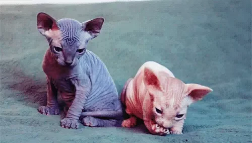 短腿猫的基因缺陷:蓝猫短腿为什么比长腿贵？
