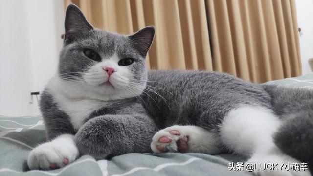 学知猫购买:有在网上买宠物的吗？怎么样？