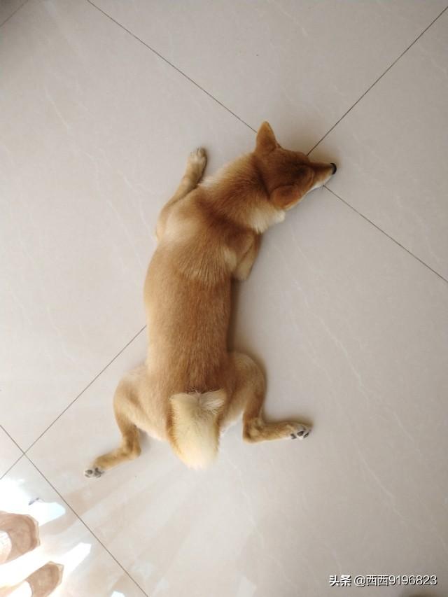 为什么现在养宠物猫的越来越多？你养猫为了什么？