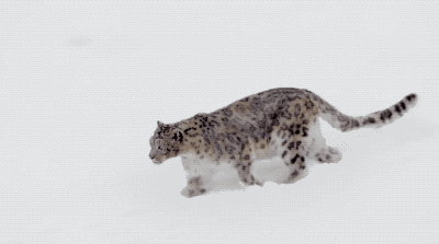 豹猫咪品种大全及图片:我国野生的豹猫还多吗？为什么？