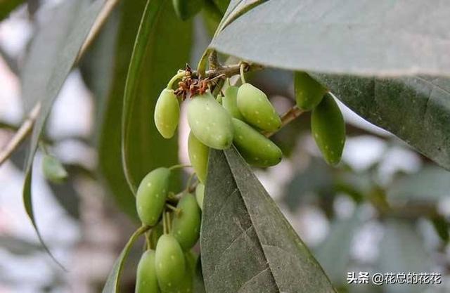 桂花树种子辨认:金桂银桂丹桂四季桂怎样区别？