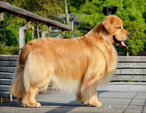可爱的金毛狗狗图片:有没有养金毛的朋友，可以说说金毛的优缺点吗？该怎么养？