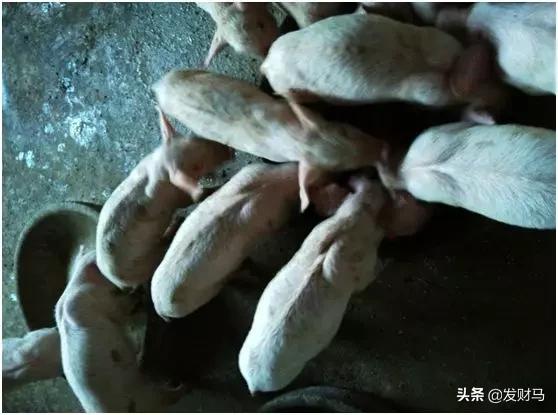 猪传染性胃肠炎:猪传染性胃肠炎怎么治 猪传染性胃肠炎怎么防治？