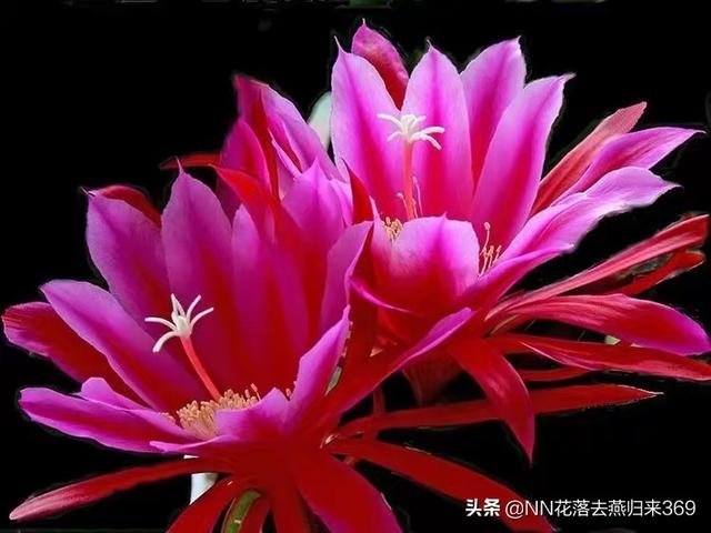 七夕节,请分享一句最打动人的情话？