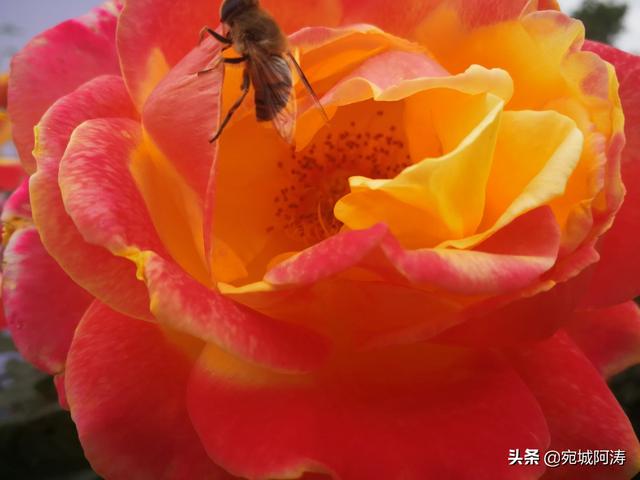 南阳是块风水宝地,河南南阳这个城市怎么样？