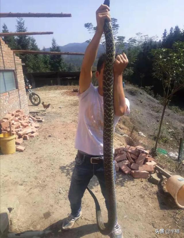 王锦蛇打得过眼镜蛇吗:在农村经常看到猫和蛇干仗，为啥猫能够完爆凶猛的蛇呢？