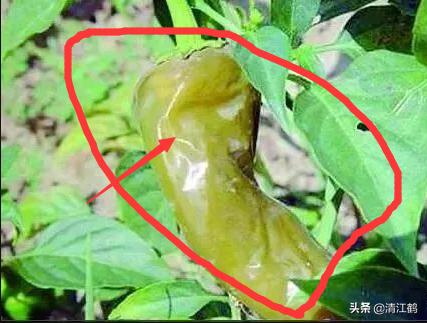 果实软腐病:引起果实软腐病的病菌 辣椒夏季大量烂果怎么回事？
