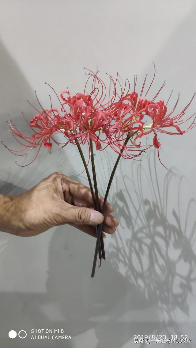 有什么关于彼岸花的诗词或故事什么吗,希望大家发出来。谢谢？
