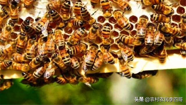有关蜜蜂的知识简解:蜜蜂养殖需要哪些条件和注意事项？