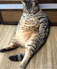 中低端猫粮排行榜:大年初三捡了只蓝白流浪猫，学生党我要买哪种猫粮？