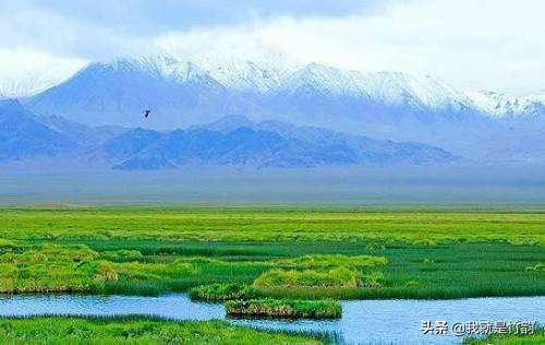 福娃迎迎:大胆猜！阿尔金山保护区最大“产房”每平方千米有多少只藏羚羊？