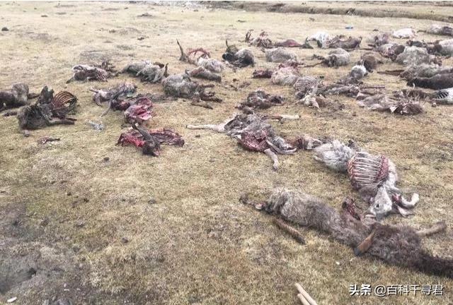 澳洲野犬长途奔袭30公里:小时村子周围狼很多，下午就不敢到地里去，现在为什么见不到了？