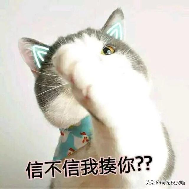 国产蓝钻猫砂:猫拉出的屎究竟有多臭，怎样能改善猫排泄物臭的问题呢？