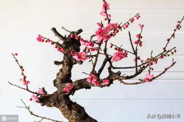 树锦鸡儿植株变黑:红梅盆景新枝条开始变黑，慢慢枯萎掉，是怎么回事？如何处理？