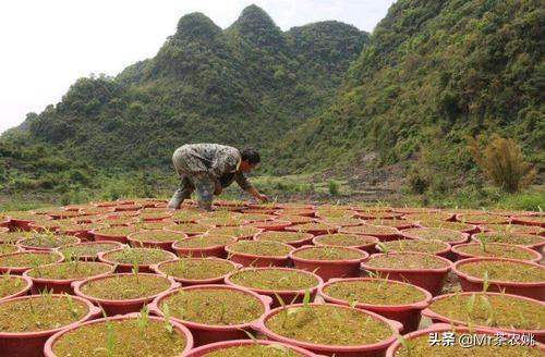 中药逐渐火了,今年种中药会卖个好价钱吗？