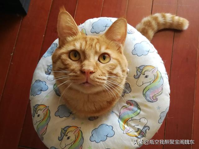 猫咪恨主人的十种表现贴吧:如何避免给猫做绝育后，猫会恨主人的问题？